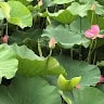 junli.zeng